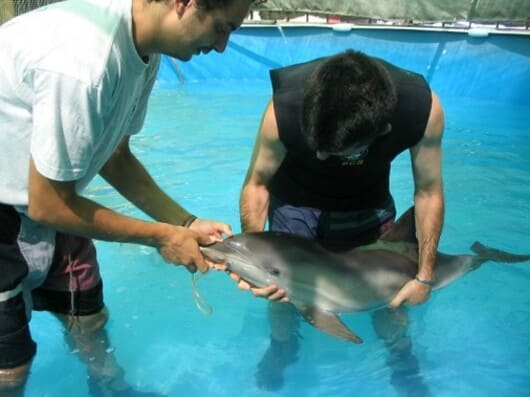 conservación de especies marinas