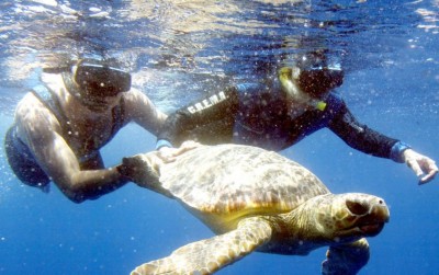 Liberación de una tortuga rehabilitada