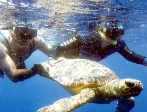 Educación Ambiental y Conservación del Medio Marino