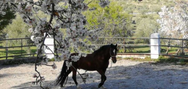 caballo granja escuela parapanda